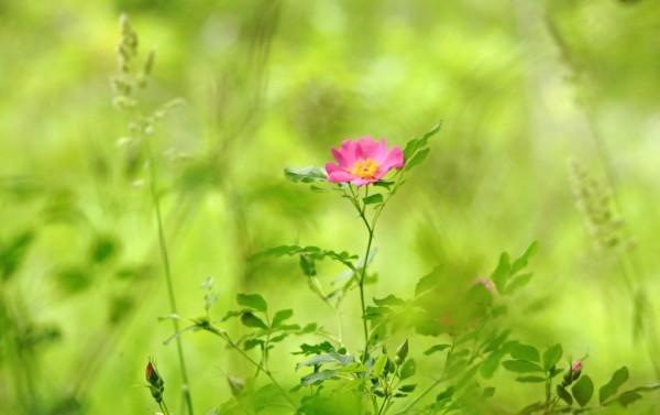 Splashes Of Pink In Field Of Green by Deb Oppermann
